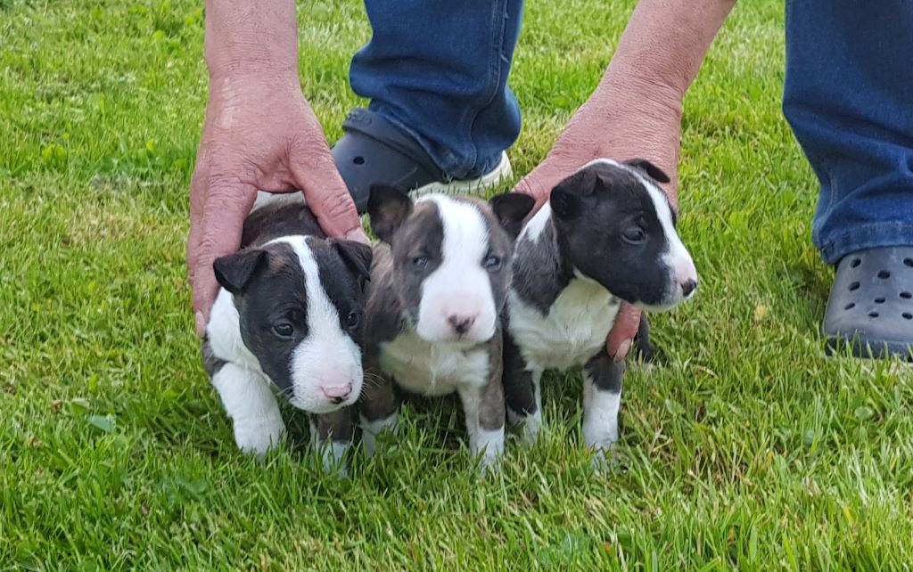 Chiot Bull Terrier Miniature Du mas des rêves